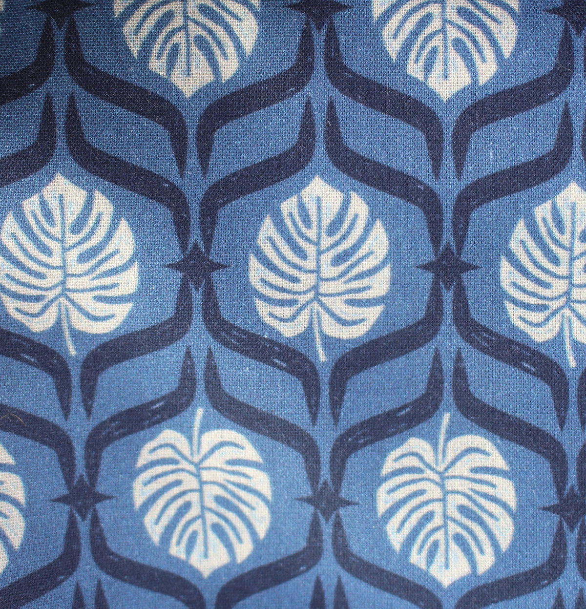 blaue Monstera