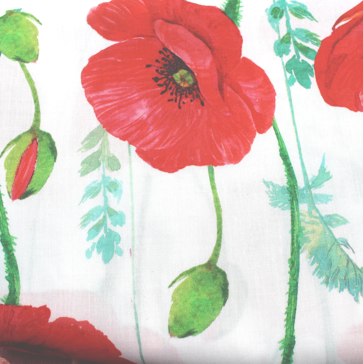 roter Riesen-Mohn