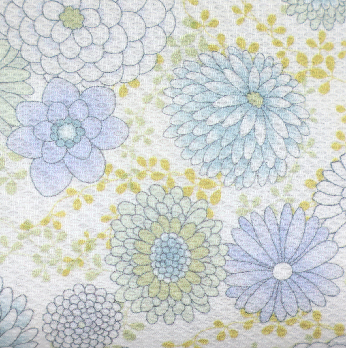 Dahlien Pique lavande bleue